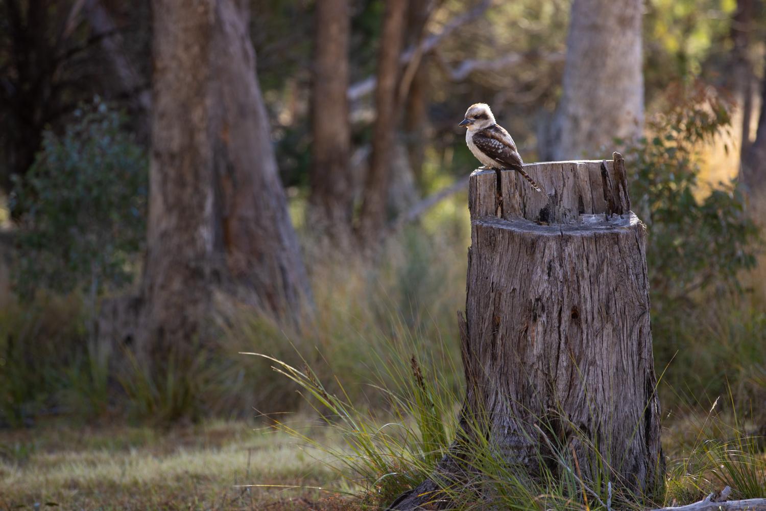 Girraween Country Inn Ballandean 外观 照片